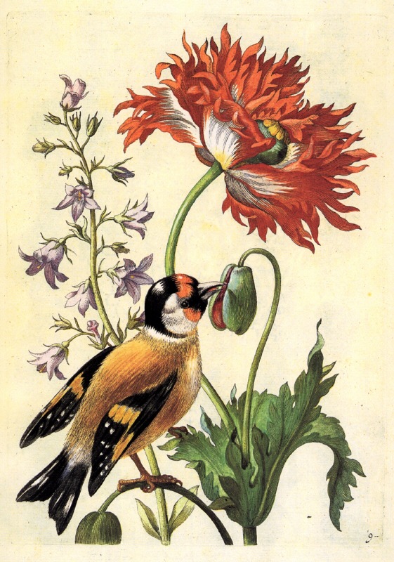 Maria Sibylla Merian (1647-1717) - Garden Poppy & Bellflower with Goldfinch